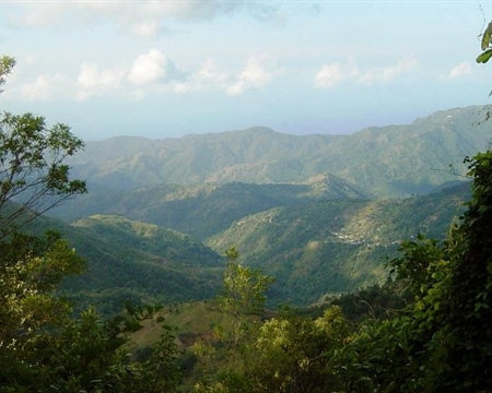 100% Jamaican Blue Mountain - Single Origin Coffee