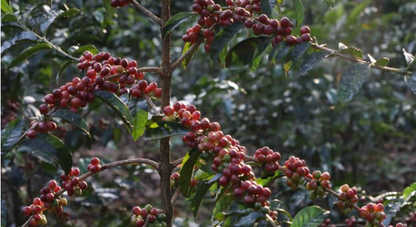 100% Ethiopia Decaf - Organic - Single Origin Coffee